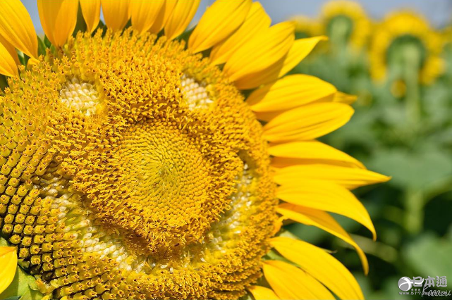 夏天就应该去向日葵花田邂逅阳光与温暖！