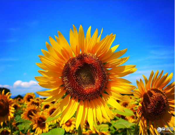 夏天就应该去向日葵花田邂逅阳光与温暖！