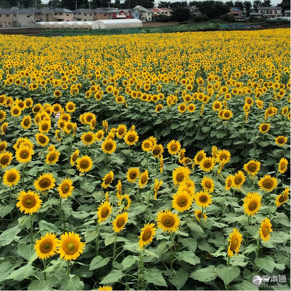 夏天就应该去向日葵花田邂逅阳光与温暖！