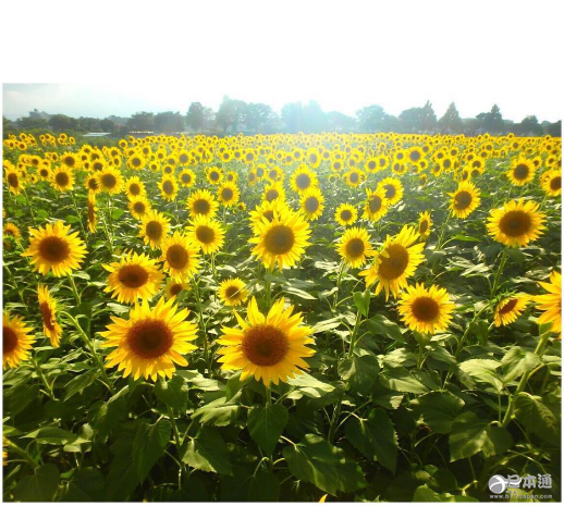夏天就应该去向日葵花田邂逅阳光与温暖！