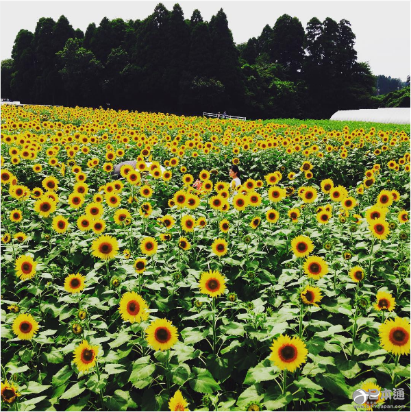 夏天就应该去向日葵花田邂逅阳光与温暖！
