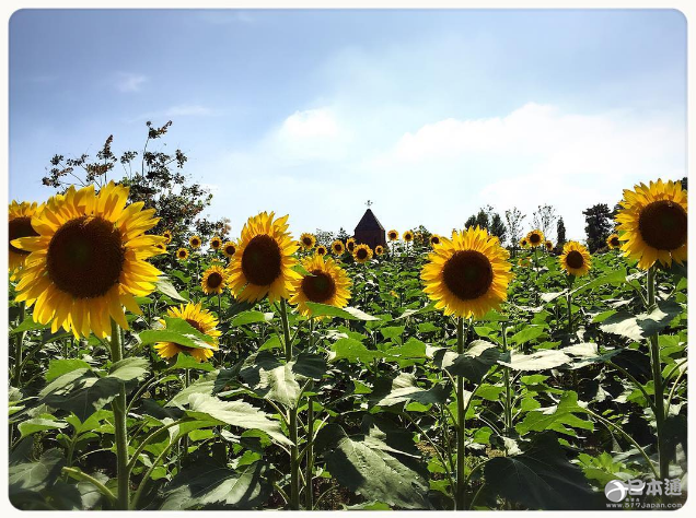 夏天就应该去向日葵花田邂逅阳光与温暖！