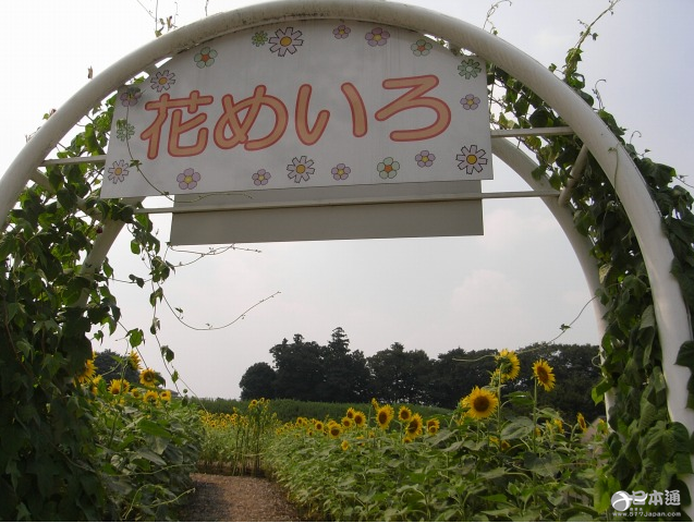 夏天就应该去向日葵花田邂逅阳光与温暖！