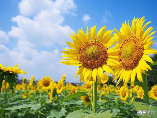 夏天就应该去向日葵花田邂逅阳光与温暖！