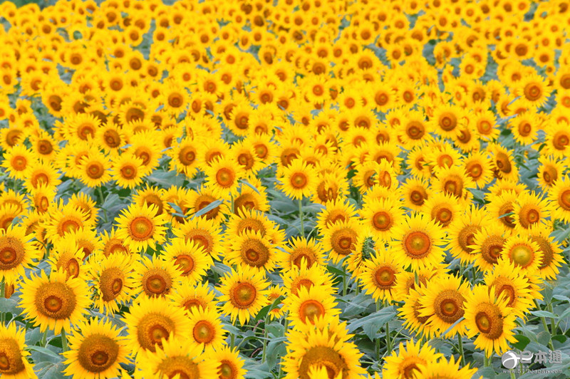 夏天就应该去向日葵花田邂逅阳光与温暖！