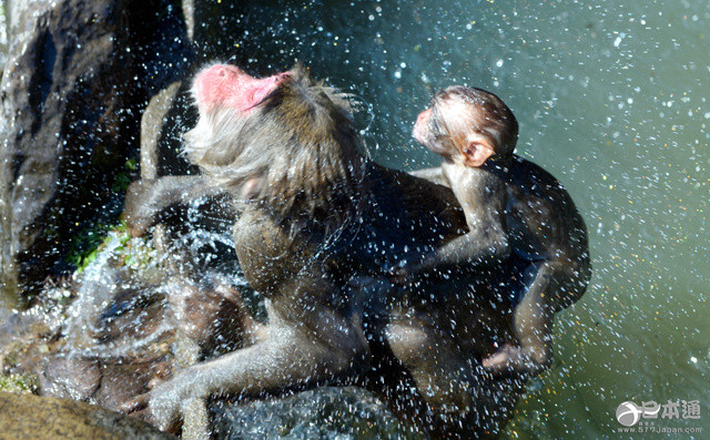 猴子如何度过炎炎夏日洗澡冲凉是好办法