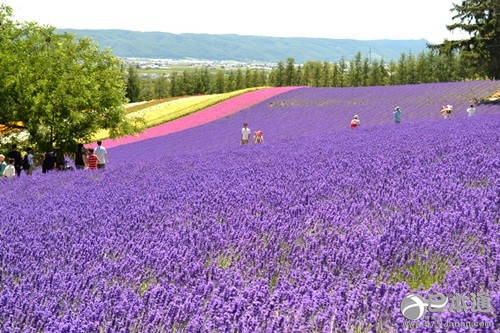 从北上广逃离之后去哪里？去北海道看花海吧