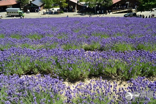 从北上广逃离之后去哪里？去北海道看花海吧