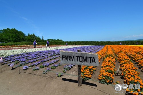 从北上广逃离之后去哪里？去北海道看花海吧