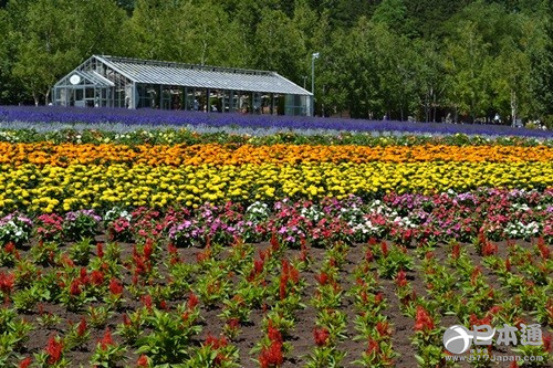 从北上广逃离之后去哪里？去北海道看花海吧