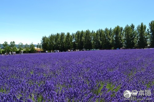从北上广逃离之后去哪里？去北海道看花海吧
