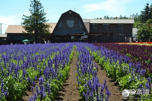 从北上广逃离之后去哪里？去北海道看花海吧
