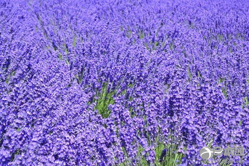 从北上广逃离之后去哪里？去北海道看花海吧