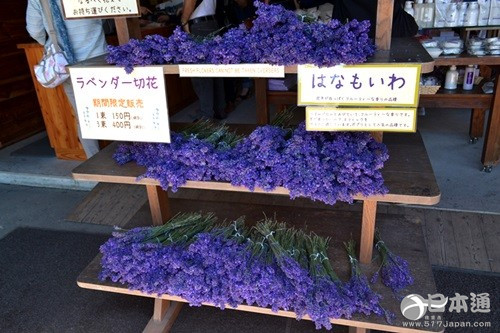 从北上广逃离之后去哪里？去北海道看花海吧
