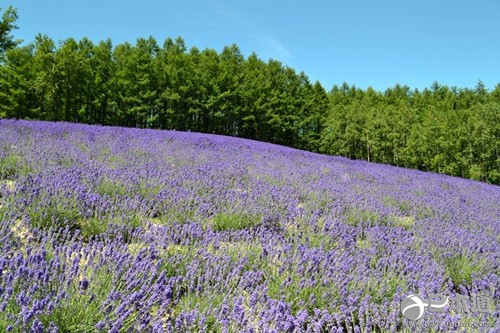 从北上广逃离之后去哪里？去北海道看花海吧