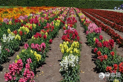 从北上广逃离之后去哪里？去北海道看花海吧