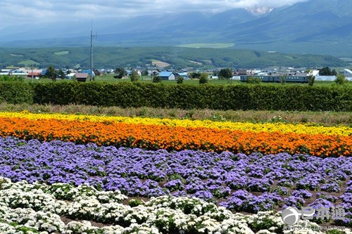 从北上广逃离之后去哪里？去北海道看花海吧