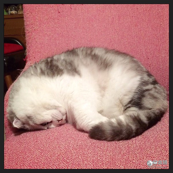 爱猫者福利 这种睡姿真是萌化人心 日本通