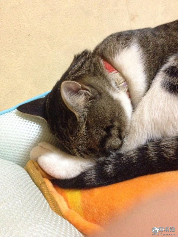 爱猫者福利 这种睡姿真是萌化人心 日本通