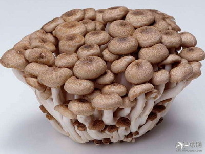 因包装混入荧光管碎片 JA长野自主回收斑玉蕈18万5000袋