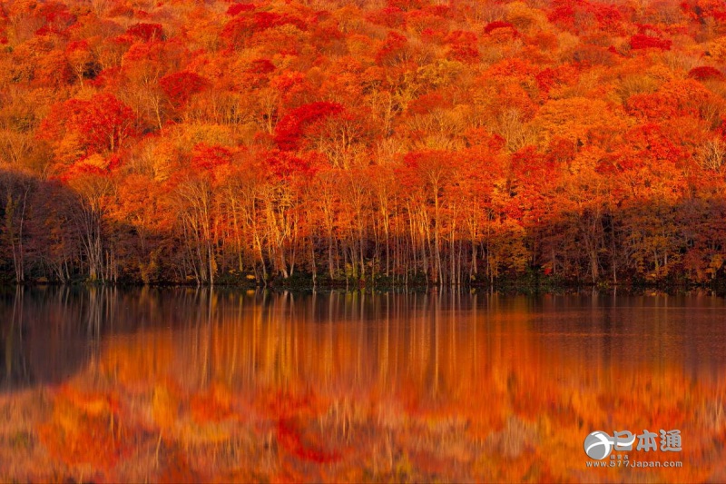 走吧,带你去看日本最美的秋天 走吧,带你去看日本最美的秋天