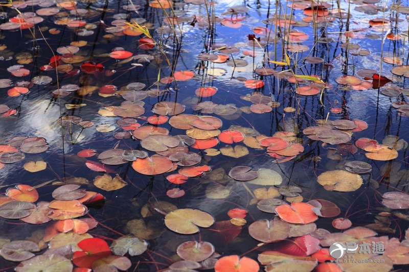 走吧,带你去看日本最美的秋天 走吧,带你去看日本最美的秋天