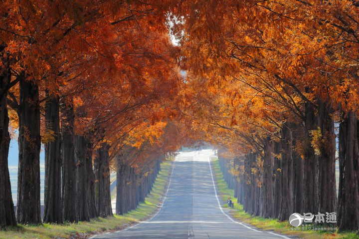 走吧,带你去看日本最美的秋天 走吧,带你去看日本最美的秋天