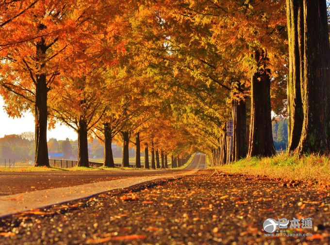 走吧,带你去看日本最美的秋天 走吧,带你去看日本最美的秋天