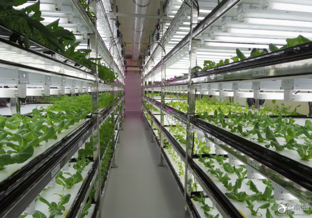 东芝宣布12月底将关闭横须贺市植物工厂