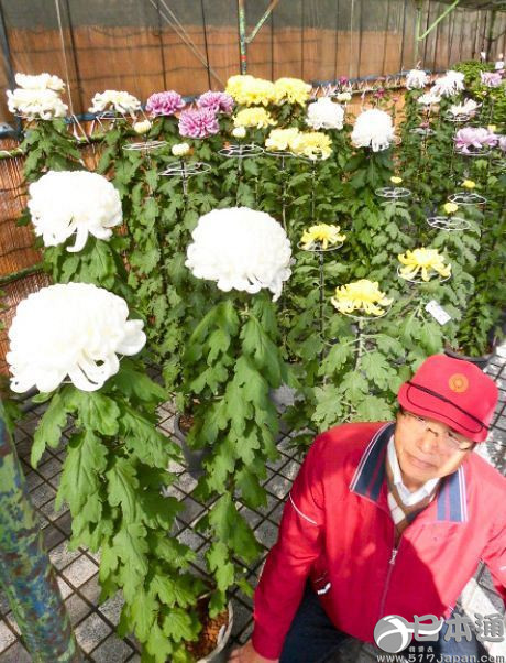 日本川崎菊花大会开幕 花朵争芳斗艳