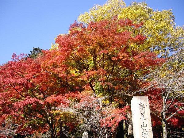 日本红叶季来啦！来看看十大超人气红叶景点