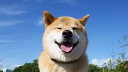 人不如狗系列！日本狗狗过年吃得这么丰盛&hellip;&hellip;
