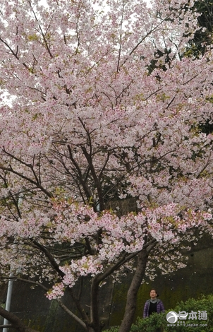 热海市阿治古神社大渔樱早开 迎来赏花期