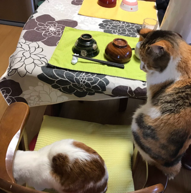 日本长乐寺住持沦为猫奴 沉迷撸猫不可自拔！