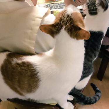 日本长乐寺住持沦为猫奴 沉迷撸猫不可自拔！