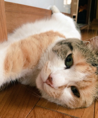 日本长乐寺住持沦为猫奴 沉迷撸猫不可自拔！