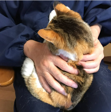 日本长乐寺住持沦为猫奴 沉迷撸猫不可自拔！