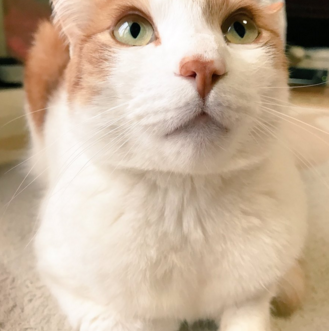 日本长乐寺住持沦为猫奴 沉迷撸猫不可自拔！
