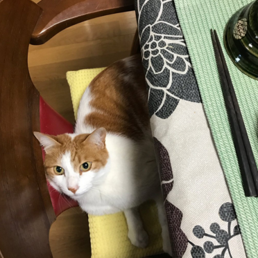 日本长乐寺住持沦为猫奴 沉迷撸猫不可自拔！