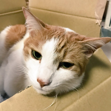 日本长乐寺住持沦为猫奴 沉迷撸猫不可自拔！