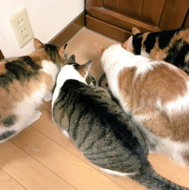 日本长乐寺住持沦为猫奴 沉迷撸猫不可自拔！