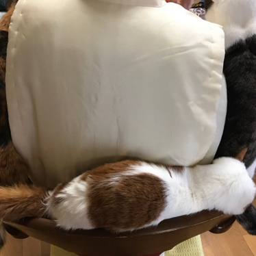 日本长乐寺住持沦为猫奴 沉迷撸猫不可自拔！