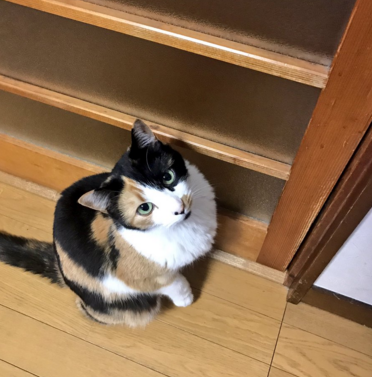 日本长乐寺住持沦为猫奴 沉迷撸猫不可自拔！
