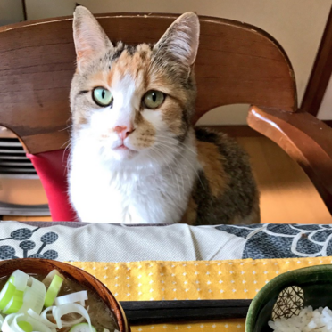 日本长乐寺住持沦为猫奴 沉迷撸猫不可自拔！