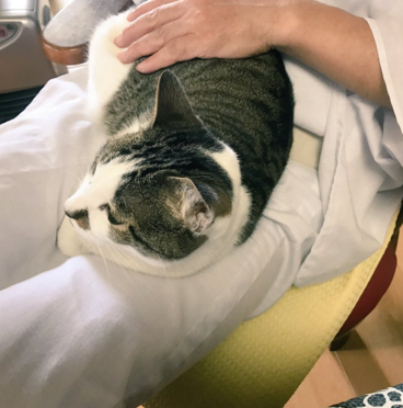 日本长乐寺住持沦为猫奴 沉迷撸猫不可自拔！