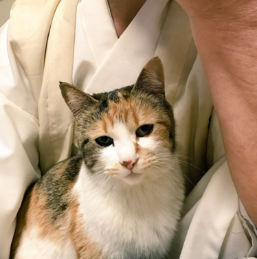 日本长乐寺住持沦为猫奴 沉迷撸猫不可自拔！