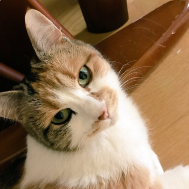 日本长乐寺住持沦为猫奴 沉迷撸猫不可自拔！