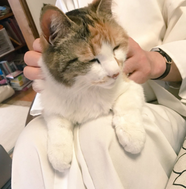 日本长乐寺住持沦为猫奴 沉迷撸猫不可自拔！