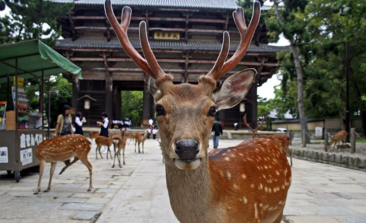 日本奈良随处可见的超萌小鹿究竟有多流氓?你喂了才知道! 日本奈良随处可见的超萌小鹿究竟有多流氓?你喂了才知道!