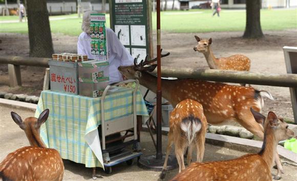 日本奈良随处可见的超萌小鹿究竟有多流氓?你喂了才知道! 日本奈良随处可见的超萌小鹿究竟有多流氓?你喂了才知道!